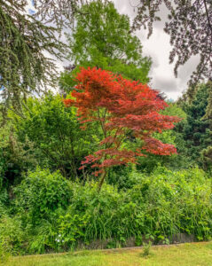 Japanese-Maple-Harlow-Town-~Park